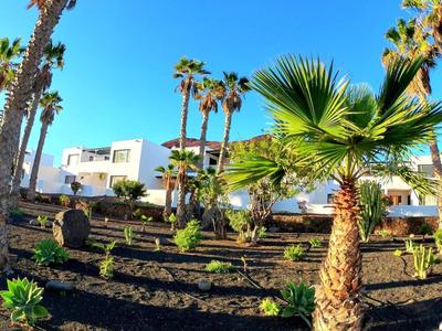 Garten mit Palmen und schwarzen Lavaboden vor modernen weißen Gebäuden unter blauem Himmel.