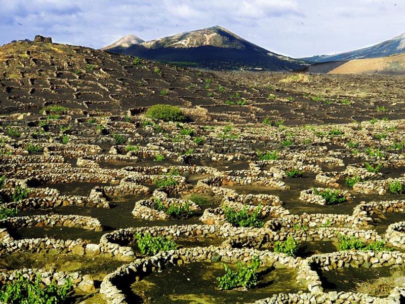 Paesaggio con muri di pietra circolari per la piantagione davanti a colline.
