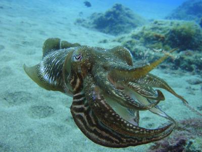 Ein Tintenfisch mit gestreiftem Körper schwimmt über sandigem Meeresgrund mit Felsen.