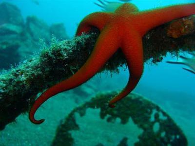 Orange Seestern mit gebogenem Arm klammert sich an Ast unter Wasser mit blauem Hintergrund.