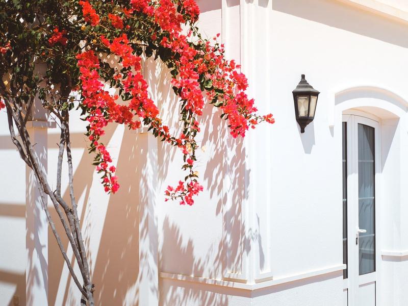 Biała ściana domu z kwitnącą czerwoną bugenwillą i czarną latarnią ścienną.