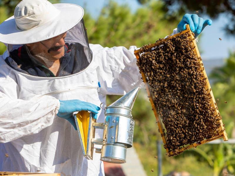 Un apicoltore tiene un telaio di favo coperto di api e un affumicatore all'aperto.