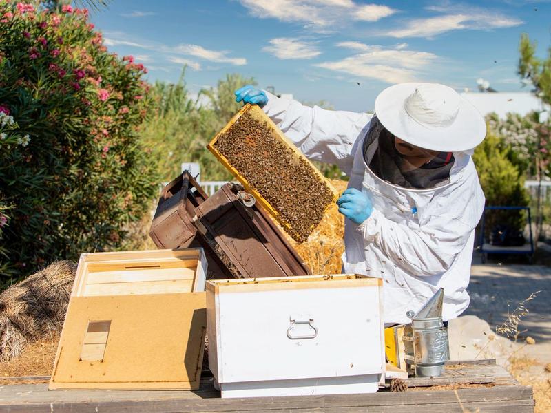 Apicoltore controlla un'arnia sotto un cielo azzurro accanto a piante fiorite.