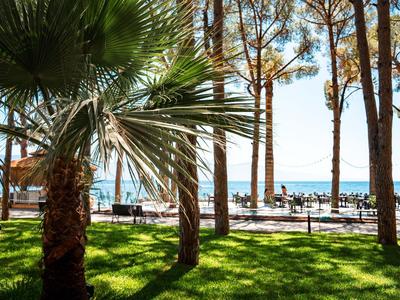 Grüner Park mit Palmen und Kiefern am Meer unter blauem Himmel an sonnigem Tag.