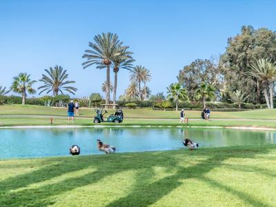 Group of birds by a lake in a sunny park with palm trees and two people in the background.