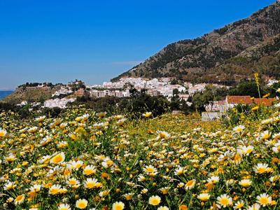 Field of white and yellow flowers with a mountain village under a clear blue sky.
