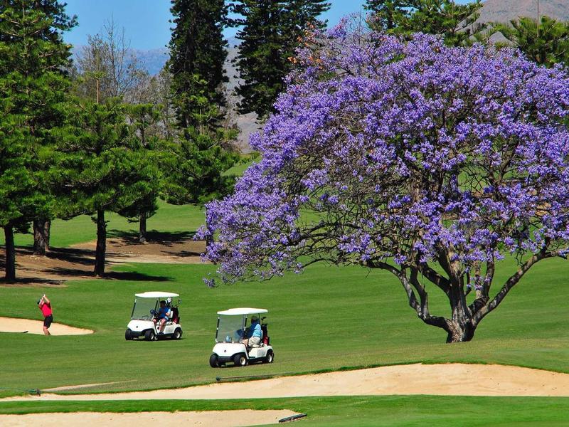 Two golf carts and a golfer on a green golf course with blooming purple tree.