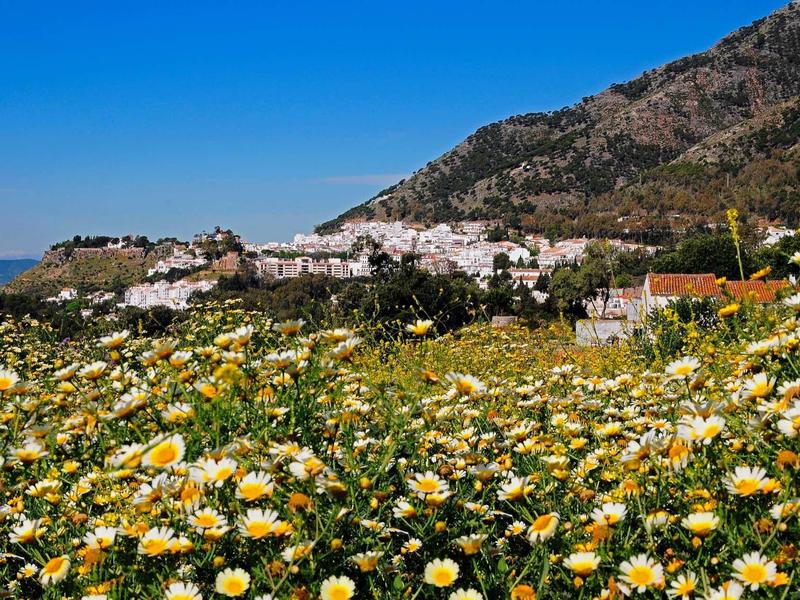 Field of white and yellow flowers with a mountain village under a clear blue sky.