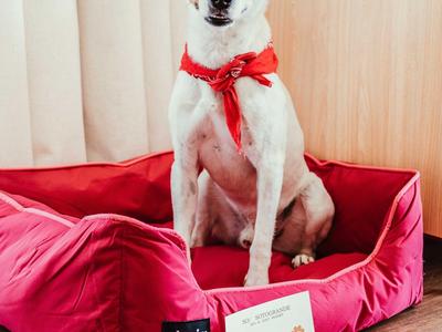 Piccolo cane bianco con macchia nera sull'occhio seduto su un letto rosso in una stanza d'albergo.