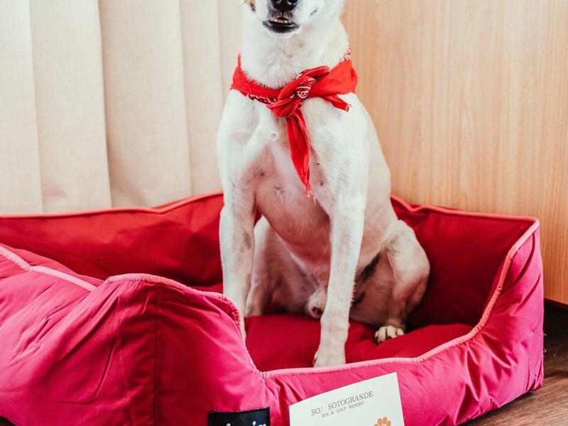 Kleiner weißer Hund mit braunen Flecken sitzt aufmerksam in rotem Hundebett auf Holzboden.