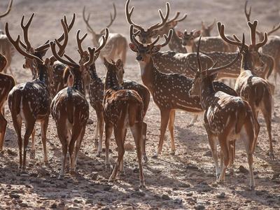Un groupe de cerfs se tient sur un sol sec et poussiéreux sous une lumière diffuse.
