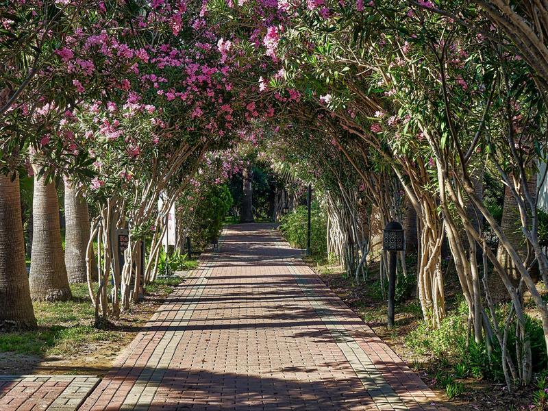 Ein schattiger Gehweg mit rosa blühenden Bäumen, die sich zu Bögen formen, und grüner Umgebung.