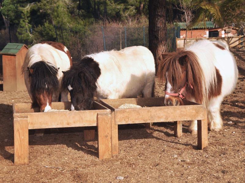 Drie kleine pony's eten samen uit houten voederbakken buiten.