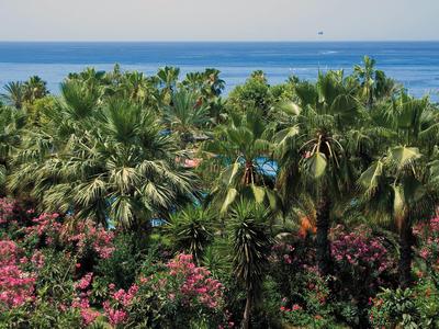 Vue sur la mer derrière des palmiers denses et des buissons en fleurs.