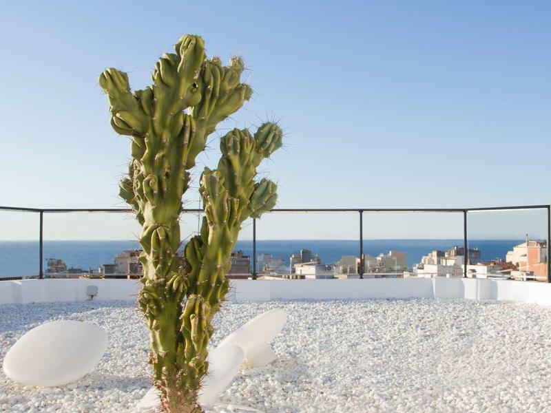 Grüner Kaktus in großem weißen Blumentopf auf weißem Kiesboden mit blauem Himmel im Hintergrund.