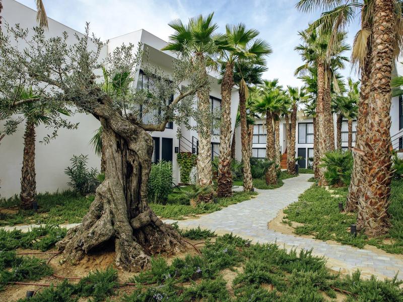 Ogród z palmami i oliwką obok białego hotelu z betonową ścieżką.