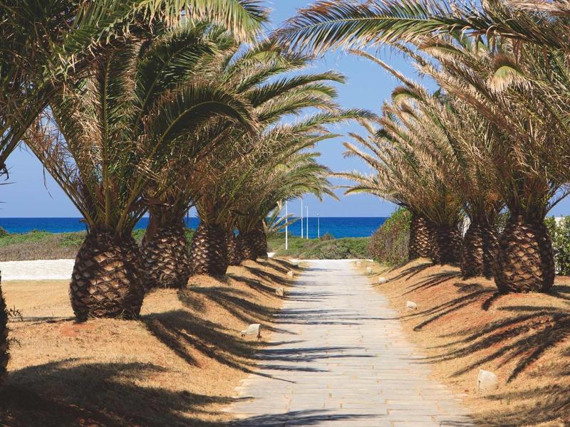 Un camino sombreado entre palmeras conduce al mar azul bajo un cielo despejado.