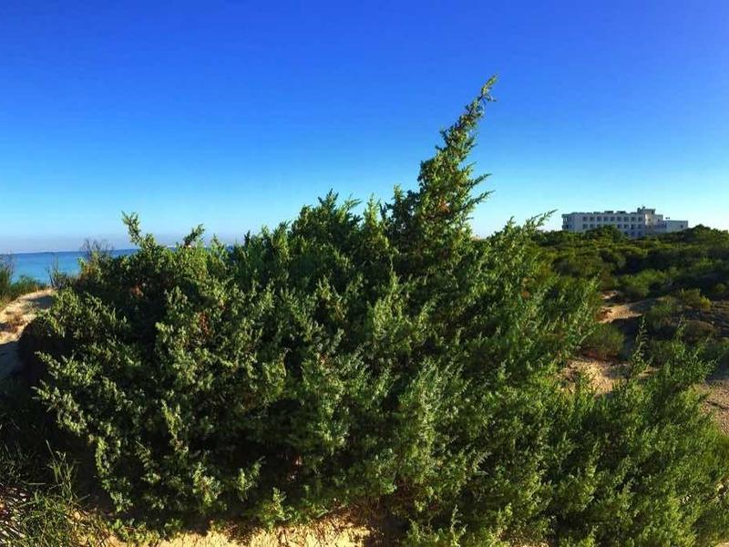 Panorama einer Küstenlandschaft mit Strand, Sanddünen, grünem Gestrüpp und blauem Himmel.