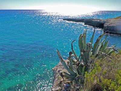 Klares türkisfarbenes Meer mit Felsen und grünen, stacheligen Pflanzen im Vordergrund.