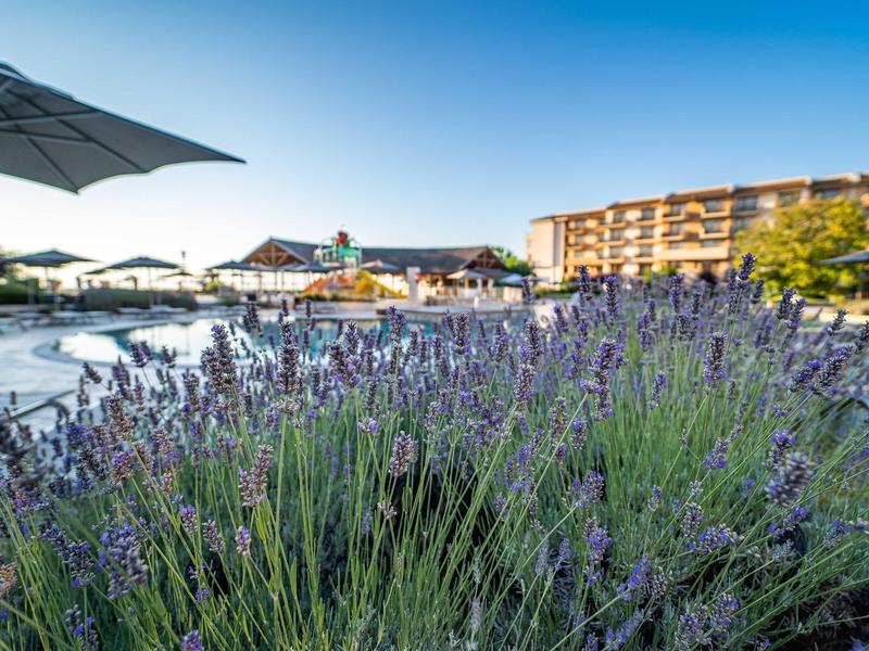 Plantas de lavanda frente a una zona de piscina con sombrillas y edificio de hotel bajo cielo despejado.