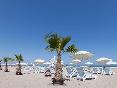 Strand mit Palmen, Liegestühlen und Sonnenschirmen unter klarem blauem Himmel.