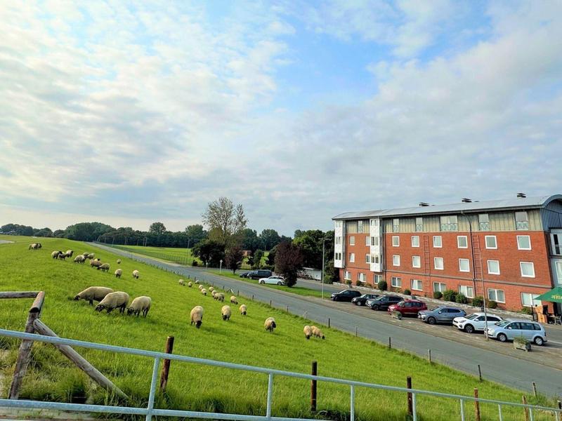 Grünes Feld mit grasenden Schafen neben einem Parkplatz und mehrstöckigem Gebäude bei bewölktem Himmel