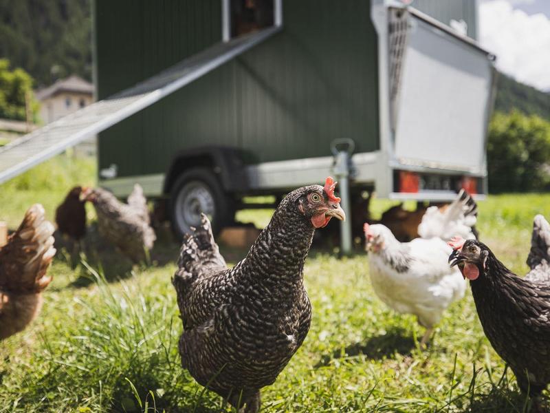 Hühner mit unterschiedlich gefärbtem Gefieder laufen auf grünem Gras vor einem mobilen Hühnerstall.