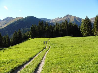 Grüne Wiese mit gewundenem Pfad, umgeben von Tannen und Bergen bei klarem Himmel.