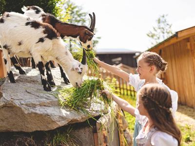 Dvě dívky krmí kozy stojící na skále čerstvou trávou.