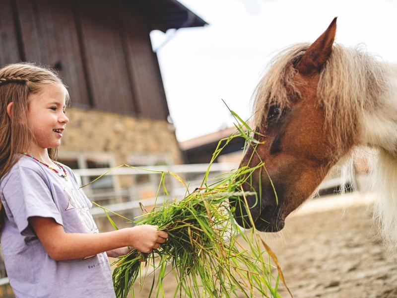 Dívka krmí hnědého koně trávou venku na farmě.