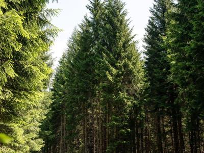 Wandelaars op een bospad omgeven door hoge groene dennenbomen onder een heldere hemel.