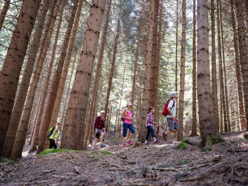 Gruppo di persone che camminano su un sentiero attraverso una fitta foresta con alberi alti.