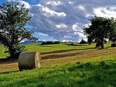 Zelená louka s velkými balíky sena pod zataženou oblohou na kopci.