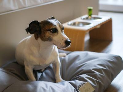 Petit chien assis sur un coussin gris dans une chambre lumineuse avec un sol en bois moderne.