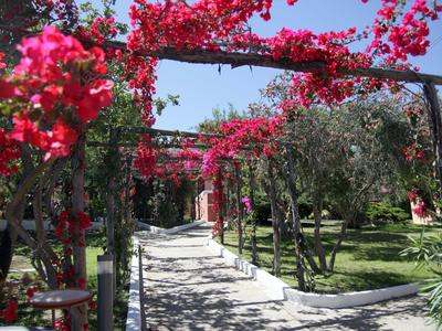 Kręta ścieżka prowadzi przez ogród z kwitnącymi drzewami pod niebieskim niebem.