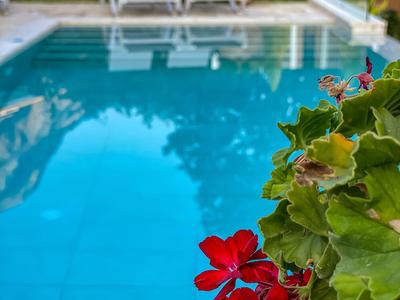 Flowers in the foreground with a clear blue pool and lounge chairs in the background.