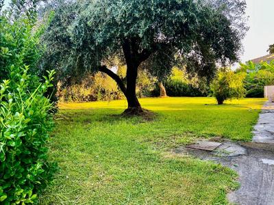 Grüner Garten mit großem Baum und gepflegtem Rasen neben einem gepflasterten Weg.