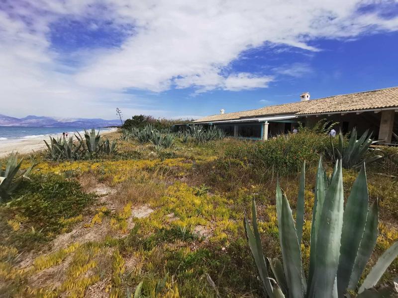 Landschaft mit grünen und gelben Pflanzen, Agaven im Vordergrund und blauem Himmel mit Wolken.