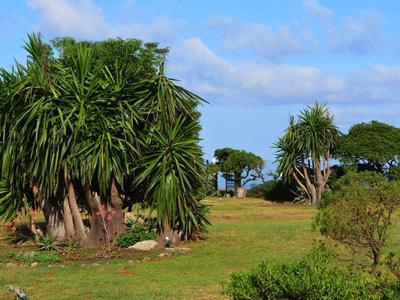 Grüne Palmen auf einer grasbewachsenen Fläche unter blauem Himmel mit vereinzelten Wolken.