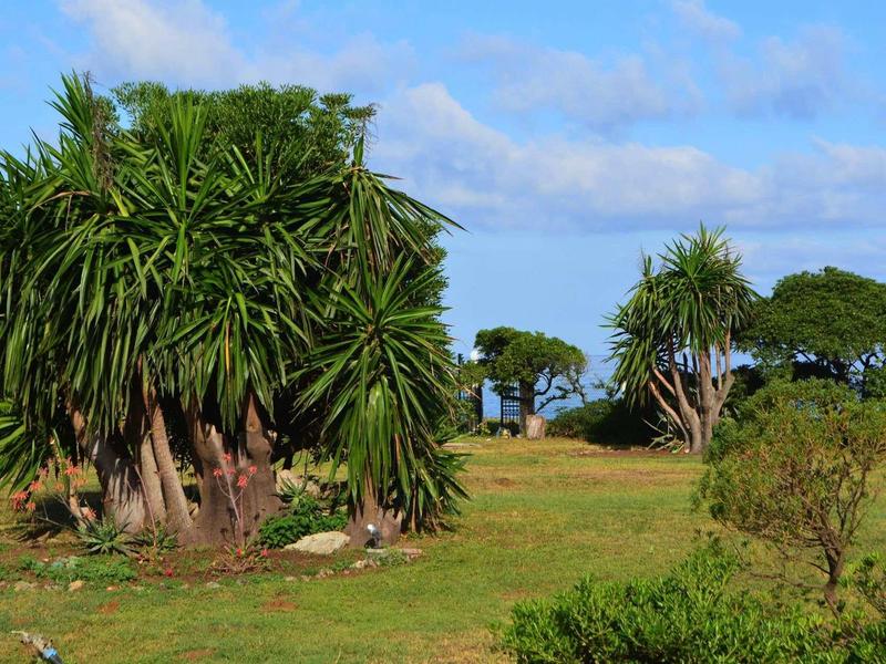 Zelené exotické stromy na otevřené louce pod modrou oblohou.