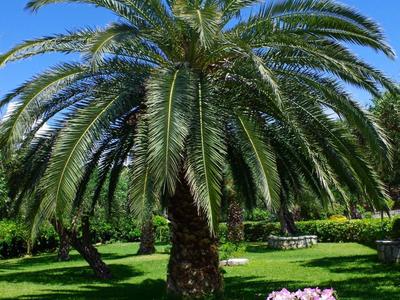 Large palm tree on manicured lawn with flower decoration in foreground and blue sky.