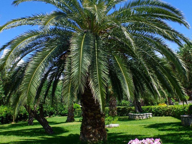 Large palm tree on manicured lawn with flower decoration in foreground and blue sky.