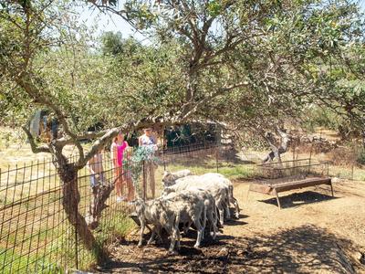 Several goats in a shaded enclosure with two people behind and a tree in the foreground.