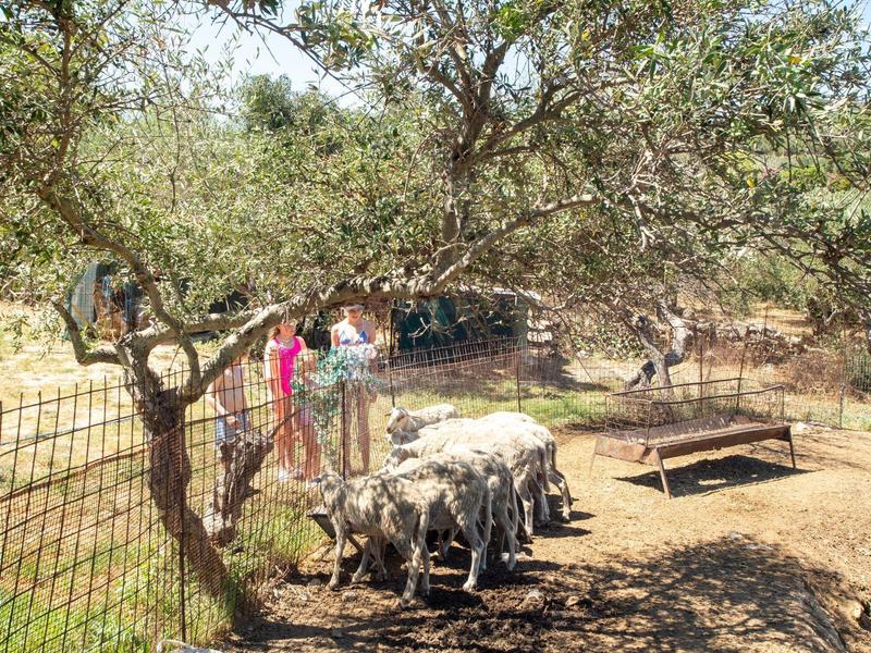 Several goats in a shaded enclosure with two people behind and a tree in the foreground.