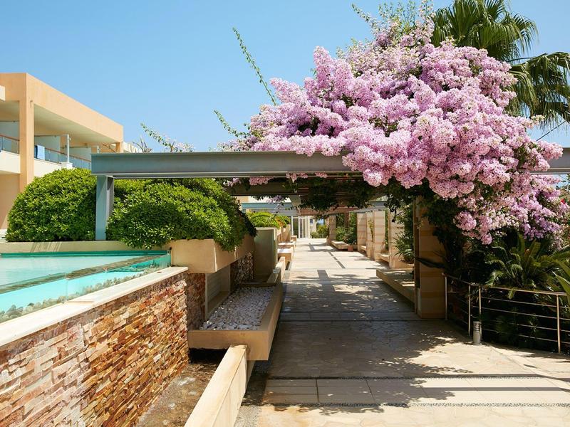 Tropická hotelová oblast u bazénu s kvetoucími růžovými květy a zastíněnou cestou.