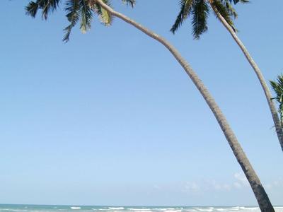 Zwei sich neigende Palmen am Strand mit blauem Himmel und Meer im Hintergrund.