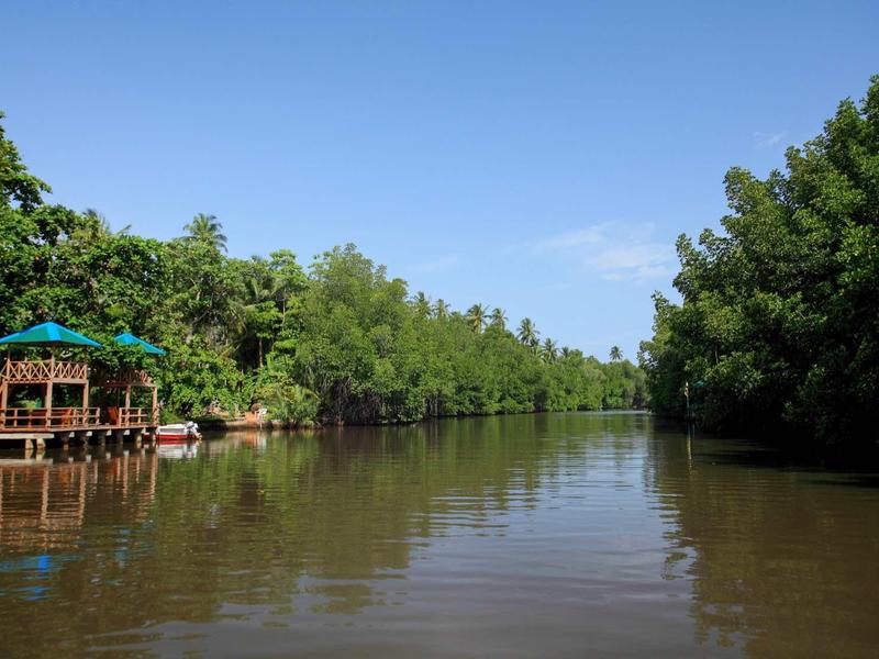 Rivière bordée d'arbres verts luxuriants des deux côtés sous un ciel bleu clair