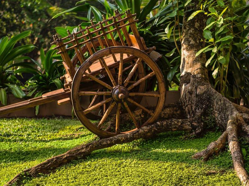 Oude houten kar met grote wielen staat op groen gras naast een boom.