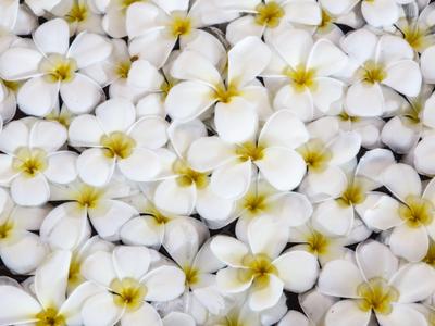 Mnoho bílých květů se žlutými středy tvoří hustou květinovou plochu.