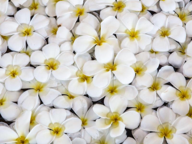 Mnoho bílých květů se žlutými středy tvoří hustou květinovou plochu.